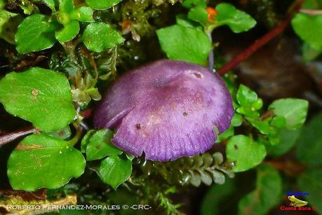 Truchas Selva Madre -San Isidro de El Guarco, Cartago-