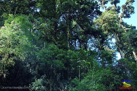 Truchas Selva Madre -San Isidro de El Guarco, Cartago-