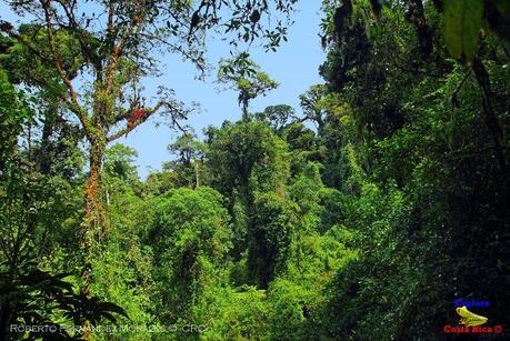 Truchas Selva Madre -San Isidro de El Guarco, Cartago-