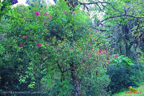 Truchas Selva Madre -San Isidro de El Guarco, Cartago-