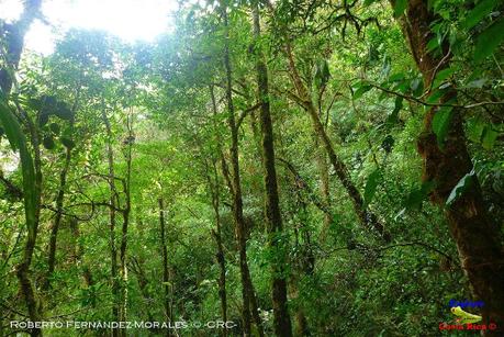 Truchas Selva Madre -San Isidro de El Guarco, Cartago-