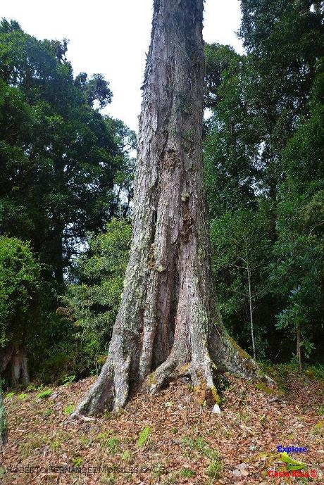 Truchas Selva Madre -San Isidro de El Guarco, Cartago-