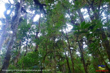 Truchas Selva Madre -San Isidro de El Guarco, Cartago-