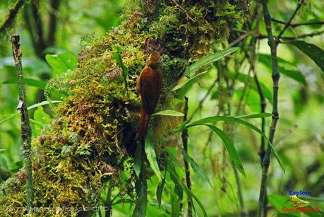 Truchas Selva Madre -San Isidro de El Guarco, Cartago-