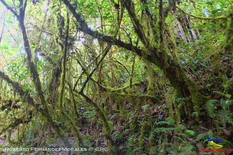 Truchas Selva Madre -San Isidro de El Guarco, Cartago-