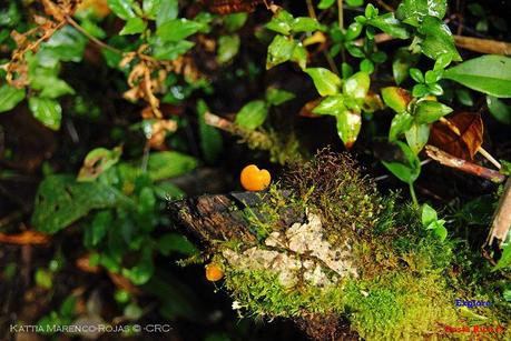 Truchas Selva Madre -San Isidro de El Guarco, Cartago-