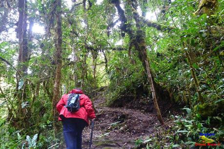 Truchas Selva Madre -San Isidro de El Guarco, Cartago-