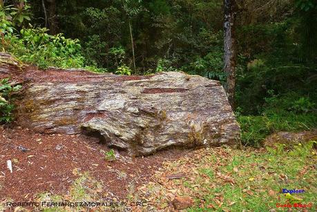 Truchas Selva Madre -San Isidro de El Guarco, Cartago-