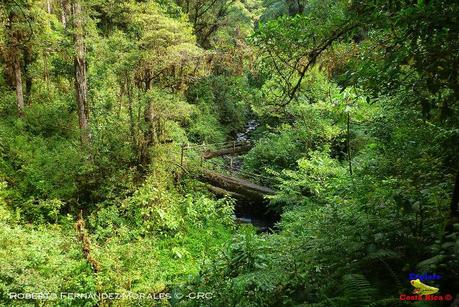 Truchas Selva Madre -San Isidro de El Guarco, Cartago-