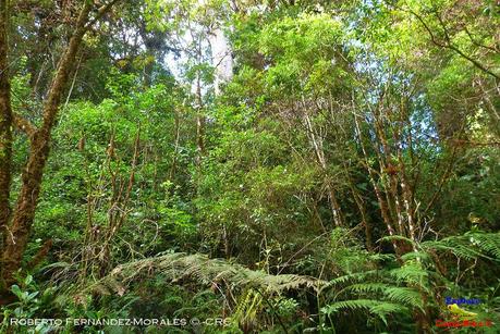 Truchas Selva Madre -San Isidro de El Guarco, Cartago-