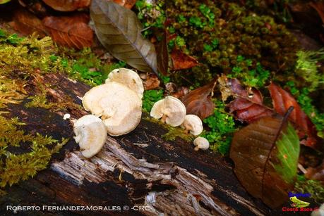 Truchas Selva Madre -San Isidro de El Guarco, Cartago-