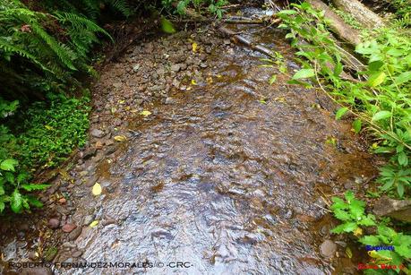 Truchas Selva Madre -San Isidro de El Guarco, Cartago-