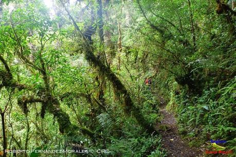 Truchas Selva Madre -San Isidro de El Guarco, Cartago-