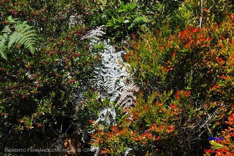 Truchas Selva Madre -San Isidro de El Guarco, Cartago-