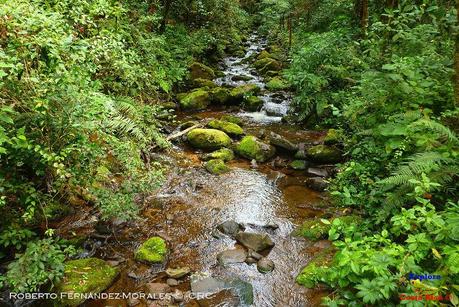 Truchas Selva Madre -San Isidro de El Guarco, Cartago-