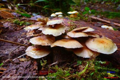 Truchas Selva Madre -San Isidro de El Guarco, Cartago-