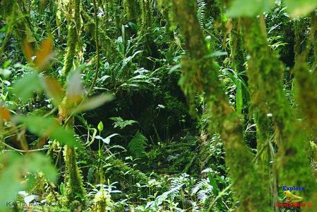 Truchas Selva Madre -San Isidro de El Guarco, Cartago-