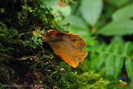 Truchas Selva Madre -San Isidro de El Guarco, Cartago-