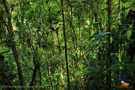 Truchas Selva Madre -San Isidro de El Guarco, Cartago-