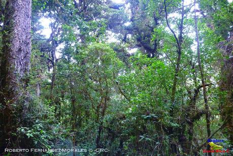 Truchas Selva Madre -San Isidro de El Guarco, Cartago-