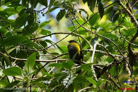 Truchas Selva Madre -San Isidro de El Guarco, Cartago-