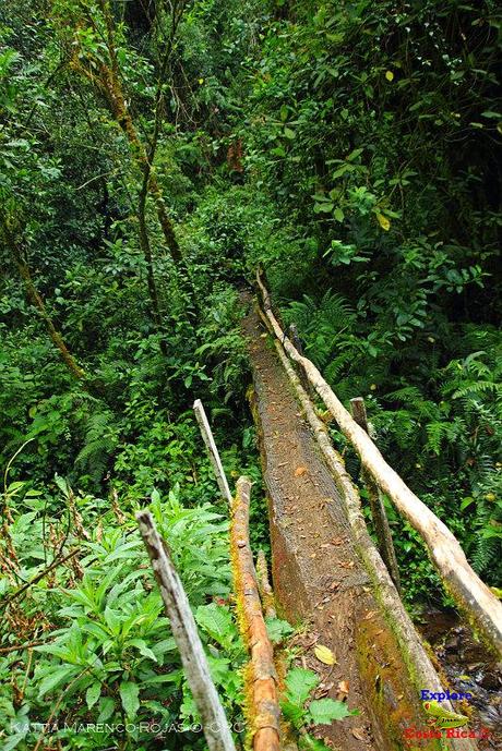 Truchas Selva Madre -San Isidro de El Guarco, Cartago-