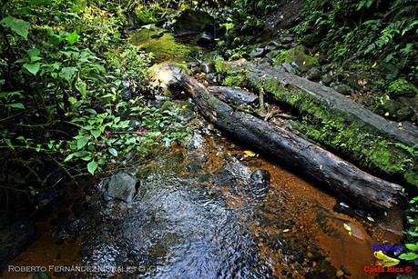 Truchas Selva Madre -San Isidro de El Guarco, Cartago-