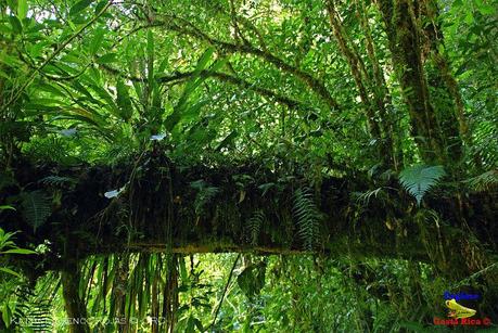 Truchas Selva Madre -San Isidro de El Guarco, Cartago-