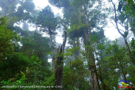 Truchas Selva Madre -San Isidro de El Guarco, Cartago-