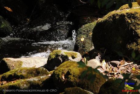 Truchas Selva Madre -San Isidro de El Guarco, Cartago-