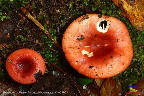 Truchas Selva Madre -San Isidro de El Guarco, Cartago-