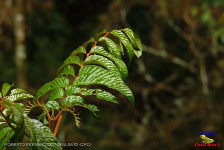 Truchas Selva Madre -San Isidro de El Guarco, Cartago-