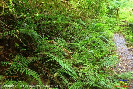 Truchas Selva Madre -San Isidro de El Guarco, Cartago-