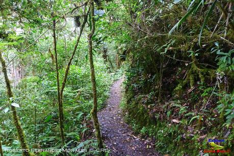 Truchas Selva Madre -San Isidro de El Guarco, Cartago-