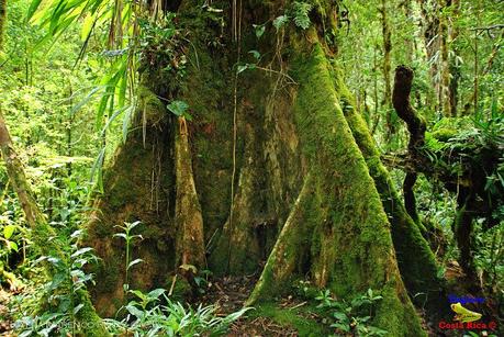 Truchas Selva Madre -San Isidro de El Guarco, Cartago-