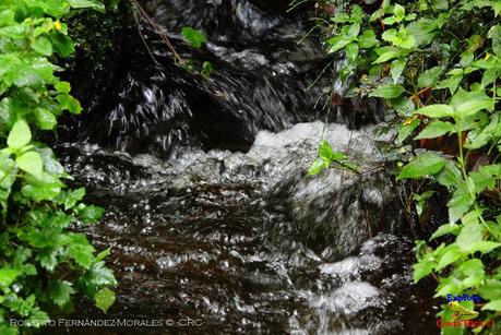 Truchas Selva Madre -San Isidro de El Guarco, Cartago-