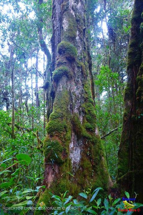 Truchas Selva Madre -San Isidro de El Guarco, Cartago-