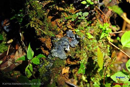 Truchas Selva Madre -San Isidro de El Guarco, Cartago-