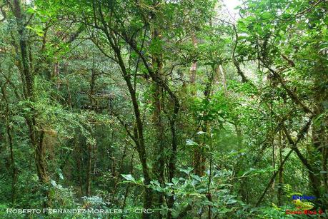 Truchas Selva Madre -San Isidro de El Guarco, Cartago-