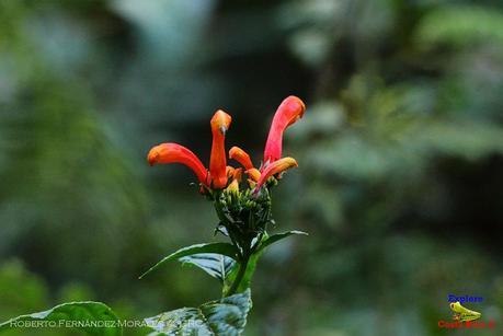 Truchas Selva Madre -San Isidro de El Guarco, Cartago-