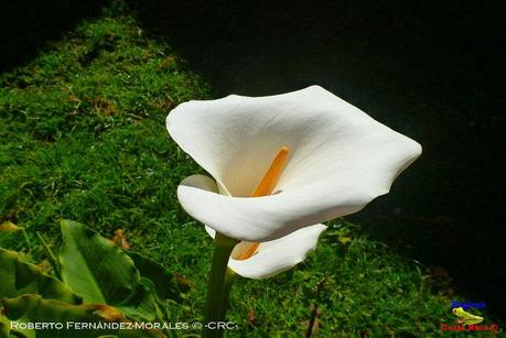 Truchas Selva Madre -San Isidro de El Guarco, Cartago-