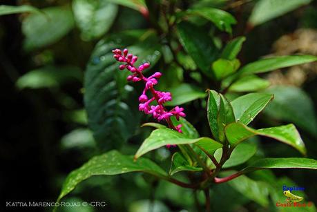 Truchas Selva Madre -San Isidro de El Guarco, Cartago-