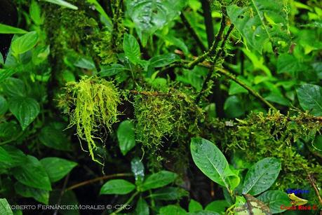 Truchas Selva Madre -San Isidro de El Guarco, Cartago-