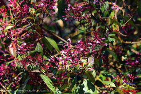 Truchas Selva Madre -San Isidro de El Guarco, Cartago-