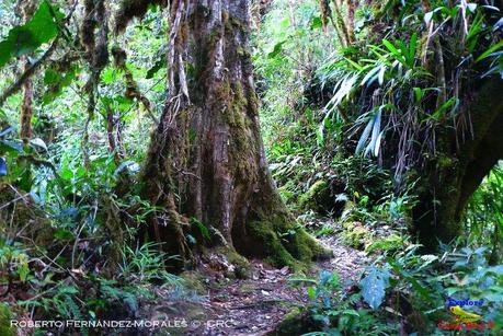 Truchas Selva Madre -San Isidro de El Guarco, Cartago-