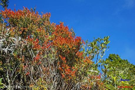 Truchas Selva Madre -San Isidro de El Guarco, Cartago-