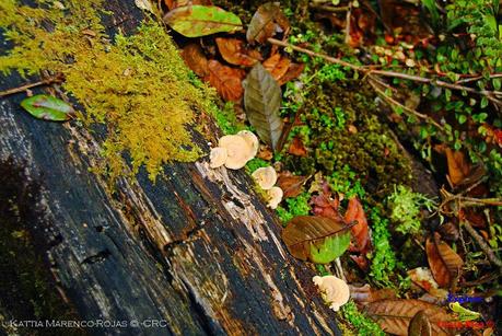 Truchas Selva Madre -San Isidro de El Guarco, Cartago-