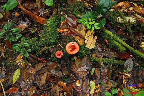 Truchas Selva Madre -San Isidro de El Guarco, Cartago-