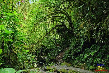 Truchas Selva Madre -San Isidro de El Guarco, Cartago-