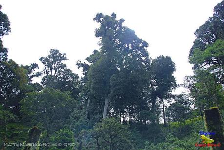 Truchas Selva Madre -San Isidro de El Guarco, Cartago-